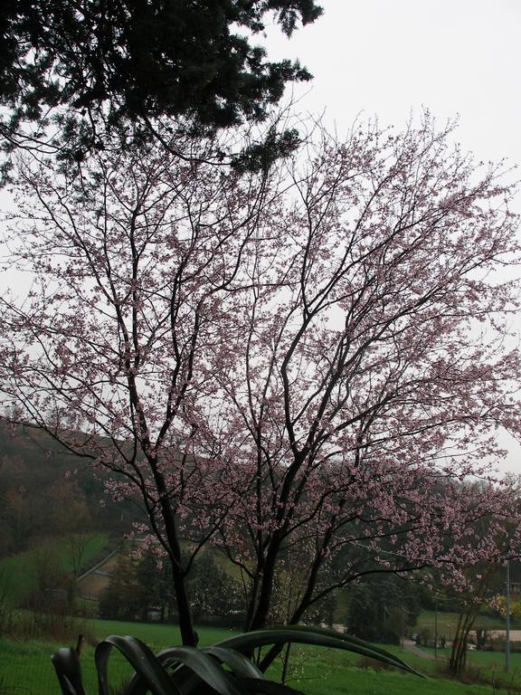 B&B Della Rosa Civitella D'Arna Eksteriør bilde